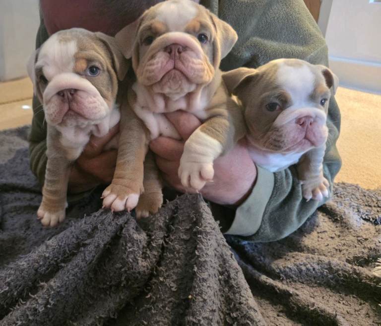 English Bulldog puppies