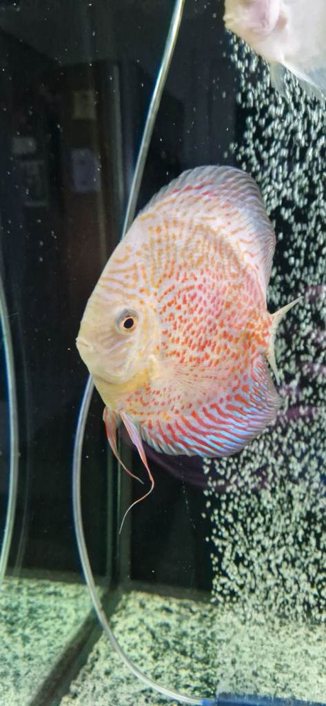 2 discus for sale