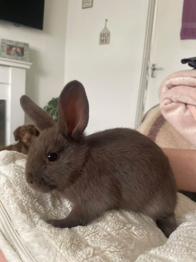 Minilop x baby bunnies 