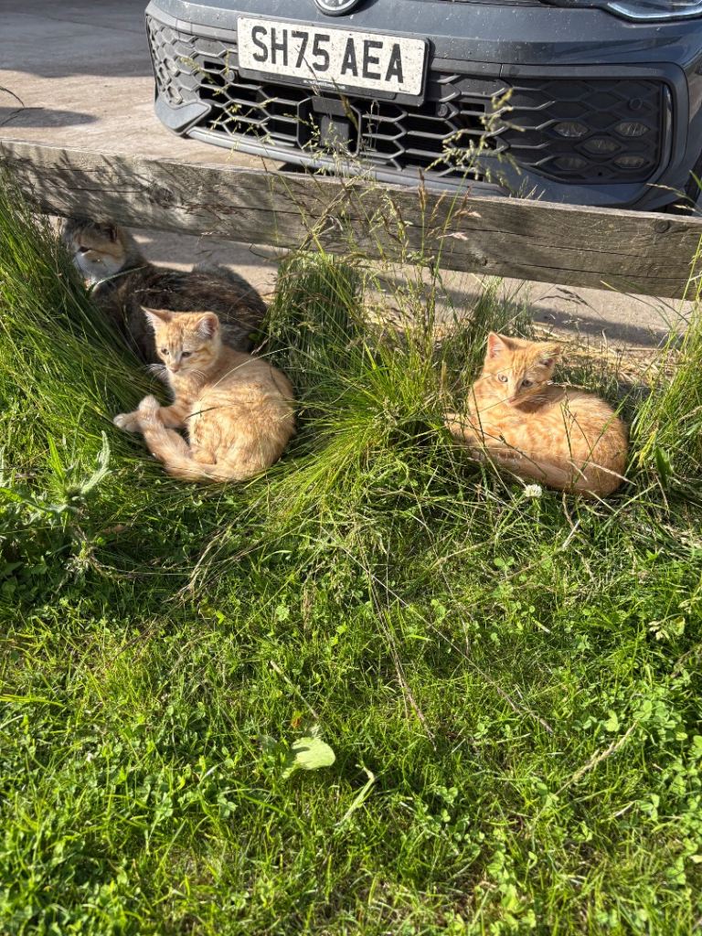 3 lovely ginger kittens 