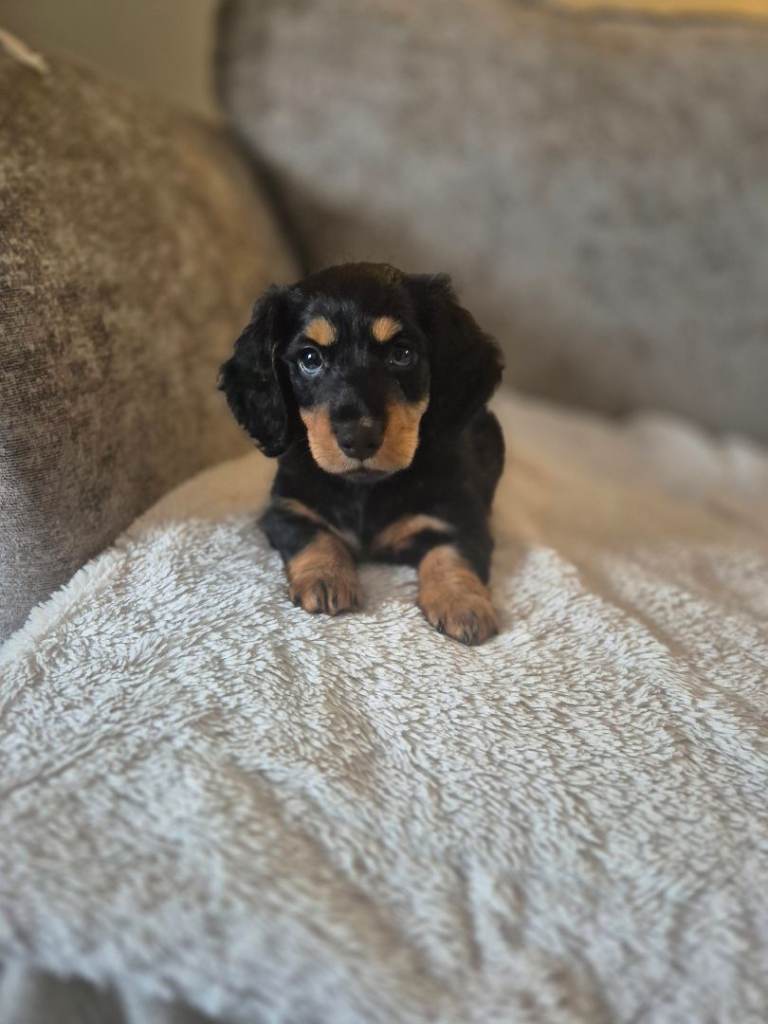 Miniature long haired dachshund 