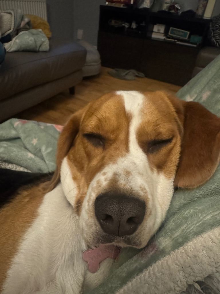 Daisy beagle