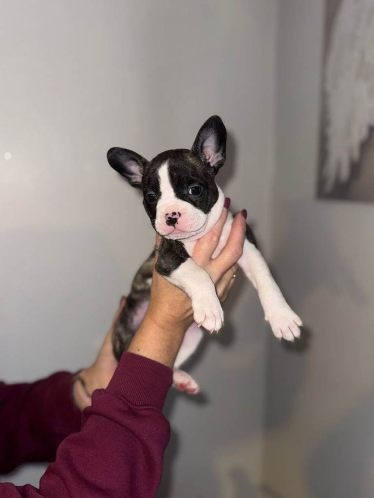 Frenchie x pocket bully puppys