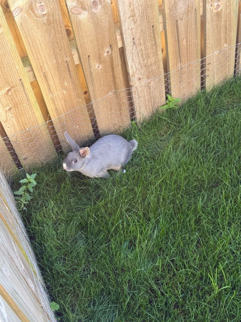 4 baby bunnies 10 weeks old ready to go £25 each
