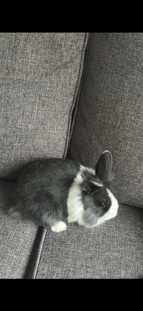 Female rabbit 