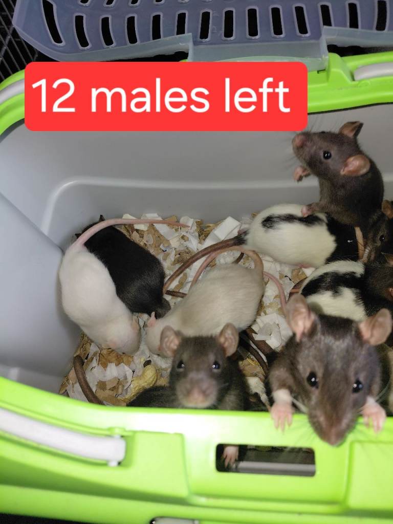 Topeard males and females left 
