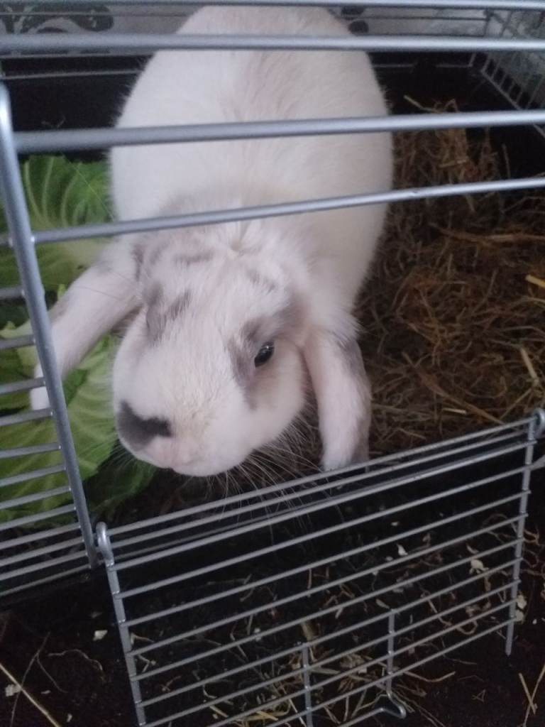 Rabbit female stunning