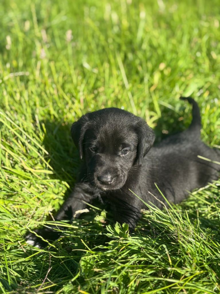 Labrador cross puppies - 1 beautiful boy available 