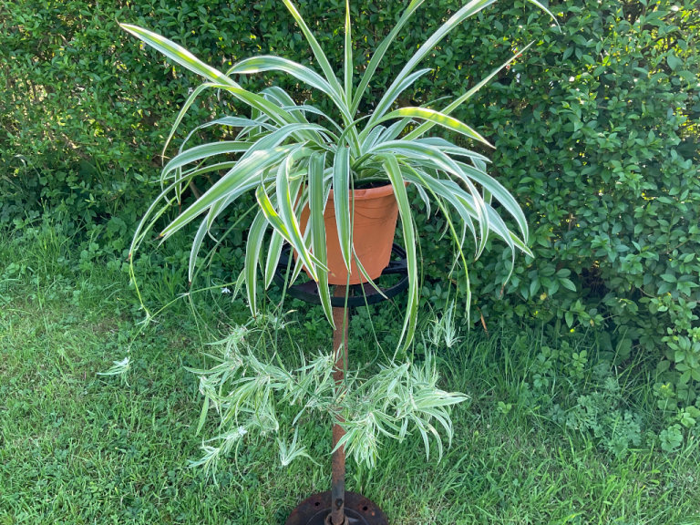 Large Established Spider Plant With Babies House Plant 