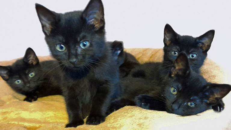 11 weeks old black kittens 