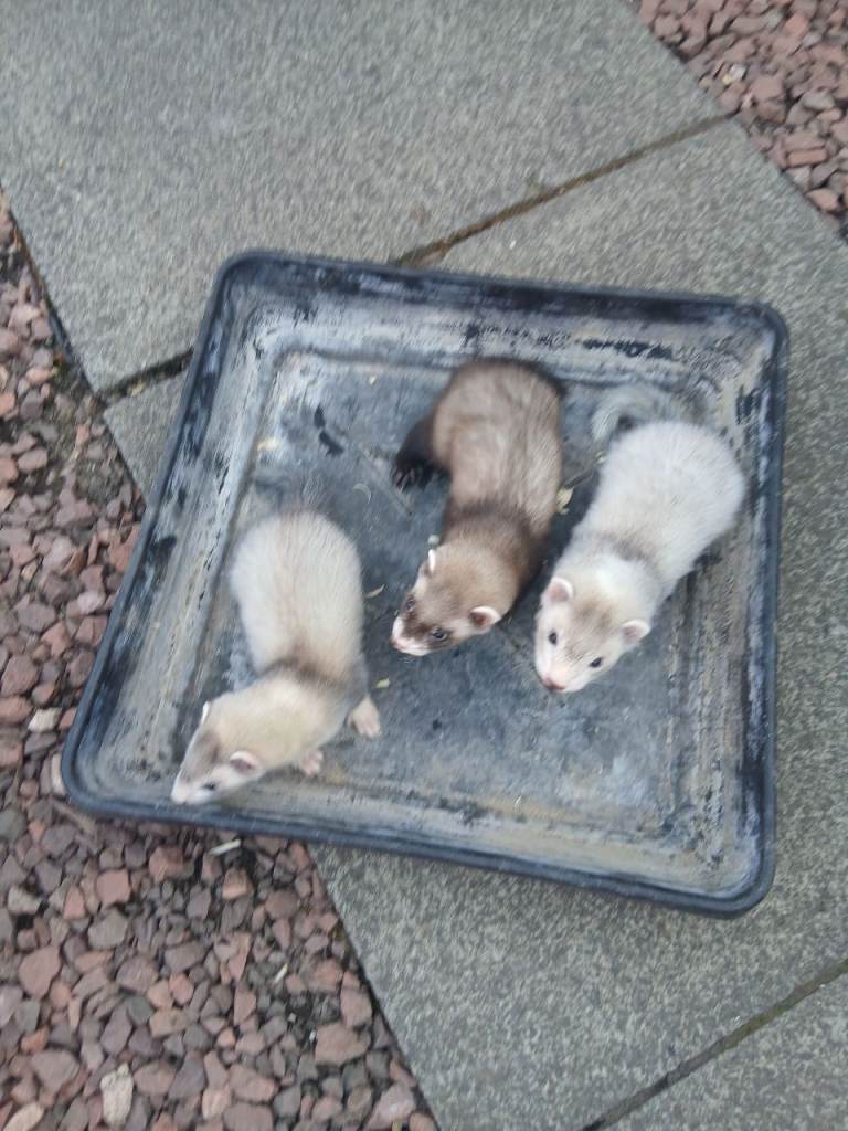 Young kits 
