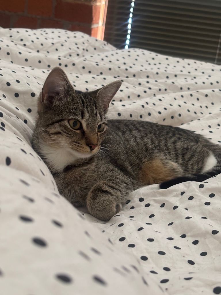 Storm cat 