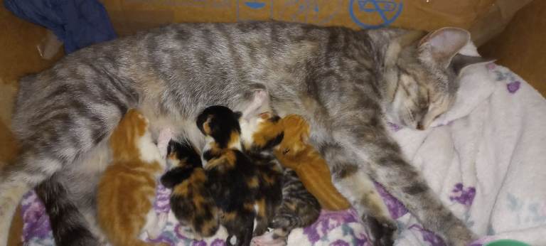 3 female one male kitten for sale