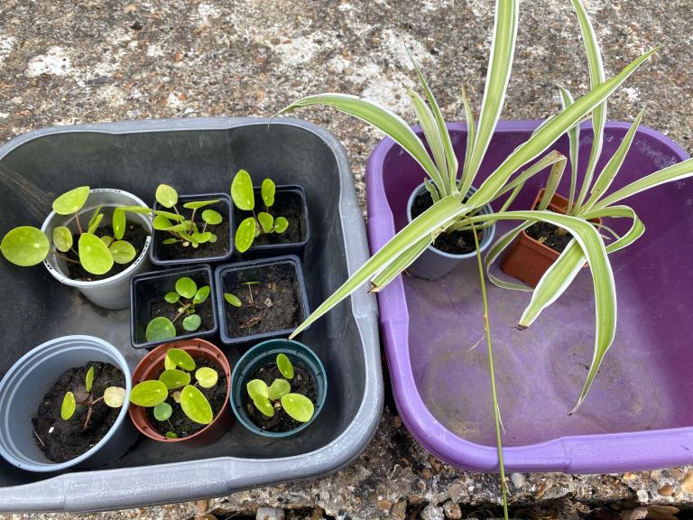 Chinese money plants and spider plants 