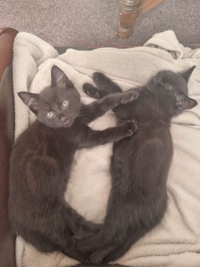 Kittens ready now