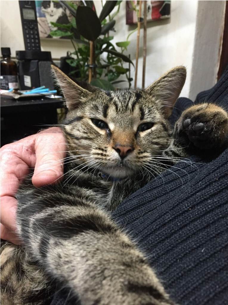 LAP CAT FOR SALE -NEUTERED CHIPPED AND-VET CHECKED