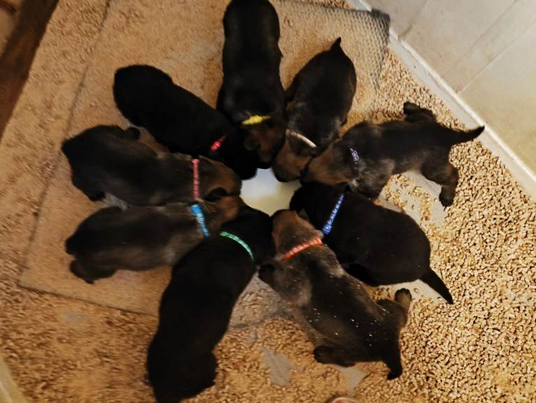 German shepherd puppies 
