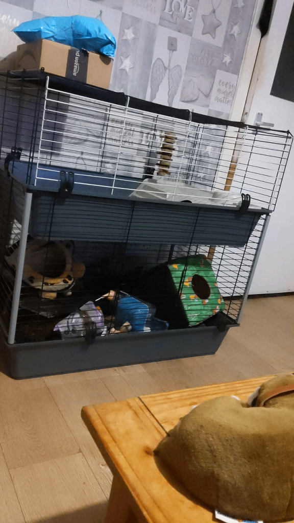 Guinea pig cage