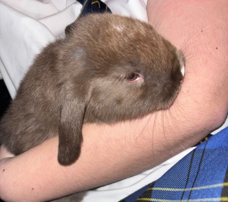 1 chocolate mini lop boy