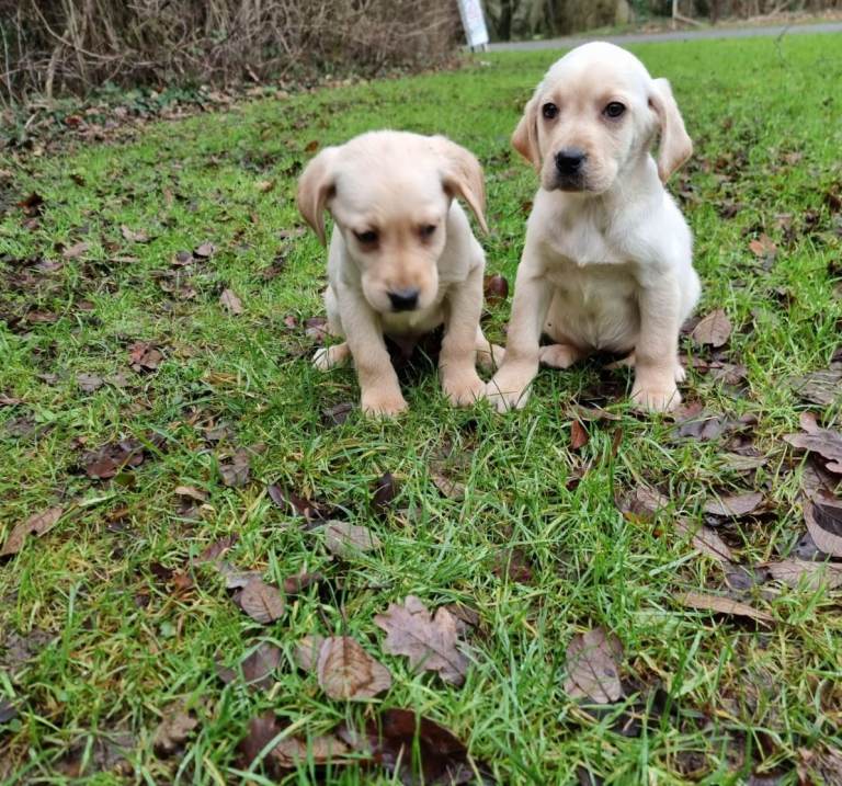 Labrador puppies 