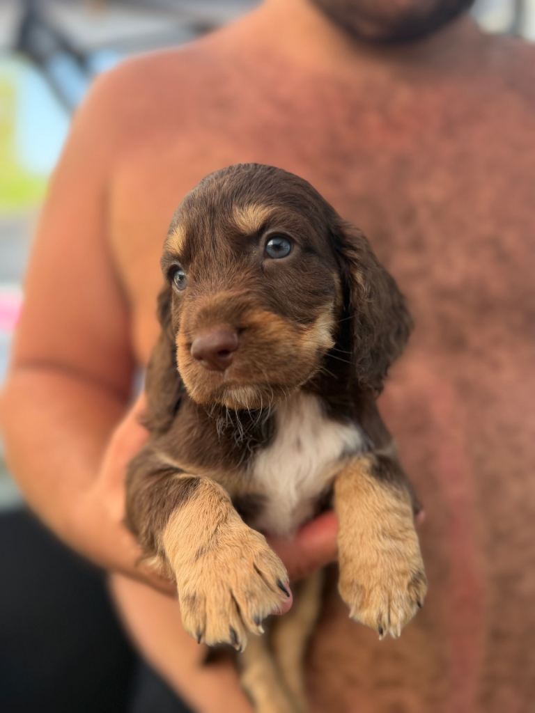 Cocker spaniel cross toy poodle puppies for sale 