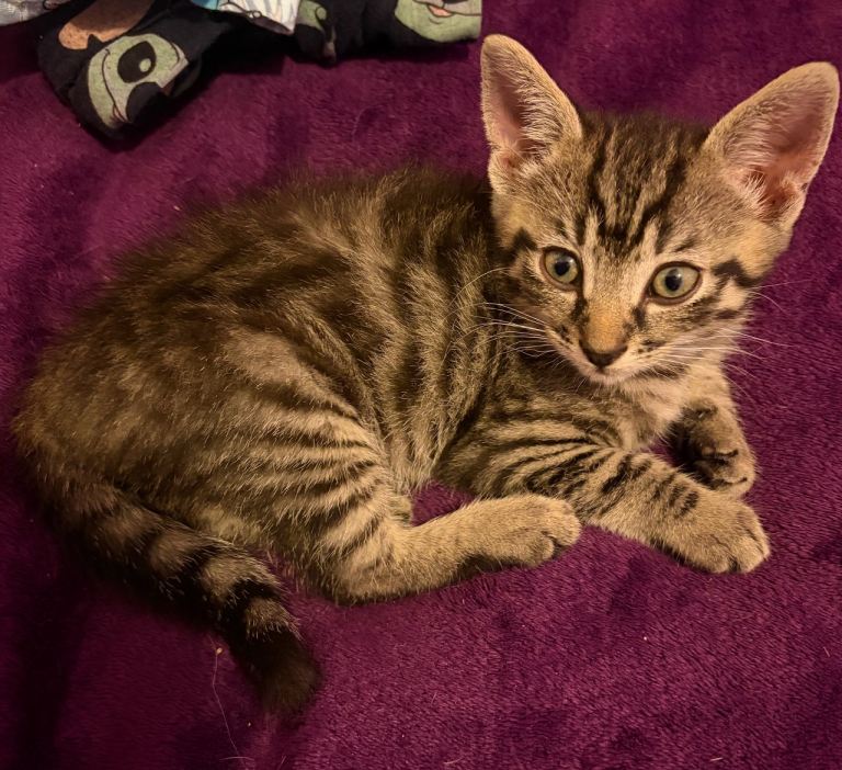 Fun loving kittens 