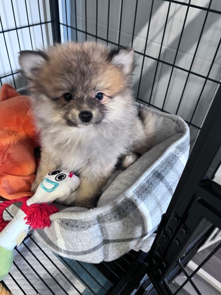 Pomeranian female 