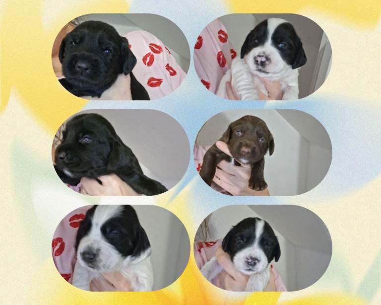 6 male puppys looking for forever homes 
