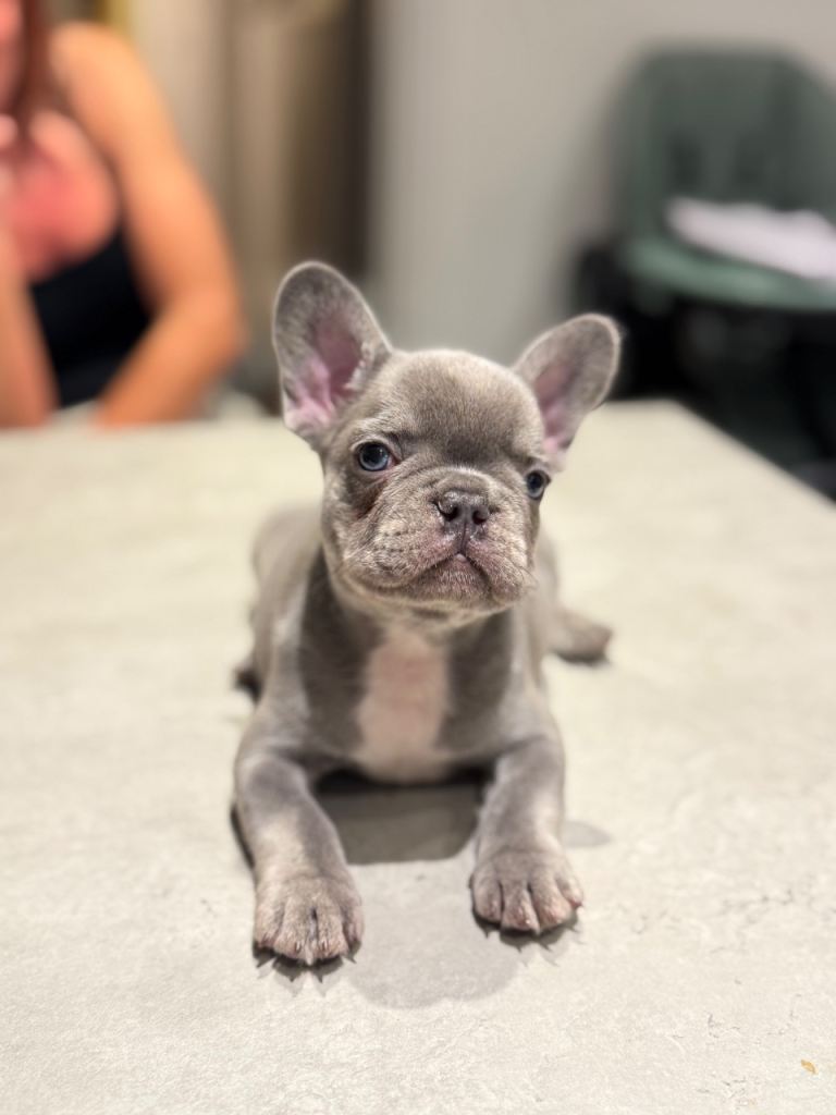 Very sweet blue French bulldog male puppy available.