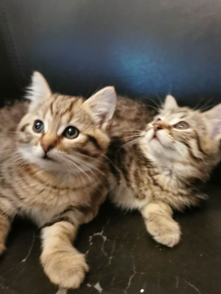 Two females 