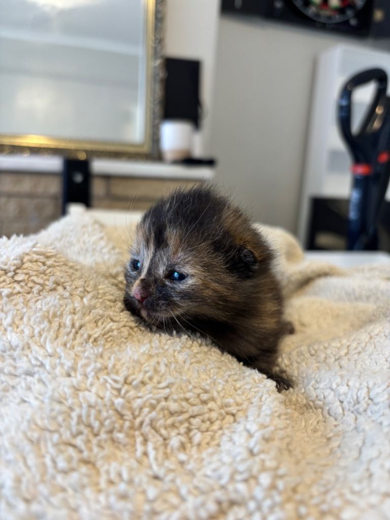 Kittens for sale 3 ginger boys and 1 torte girl 