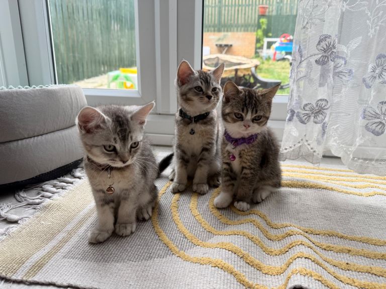 Pure British kittens for sale
