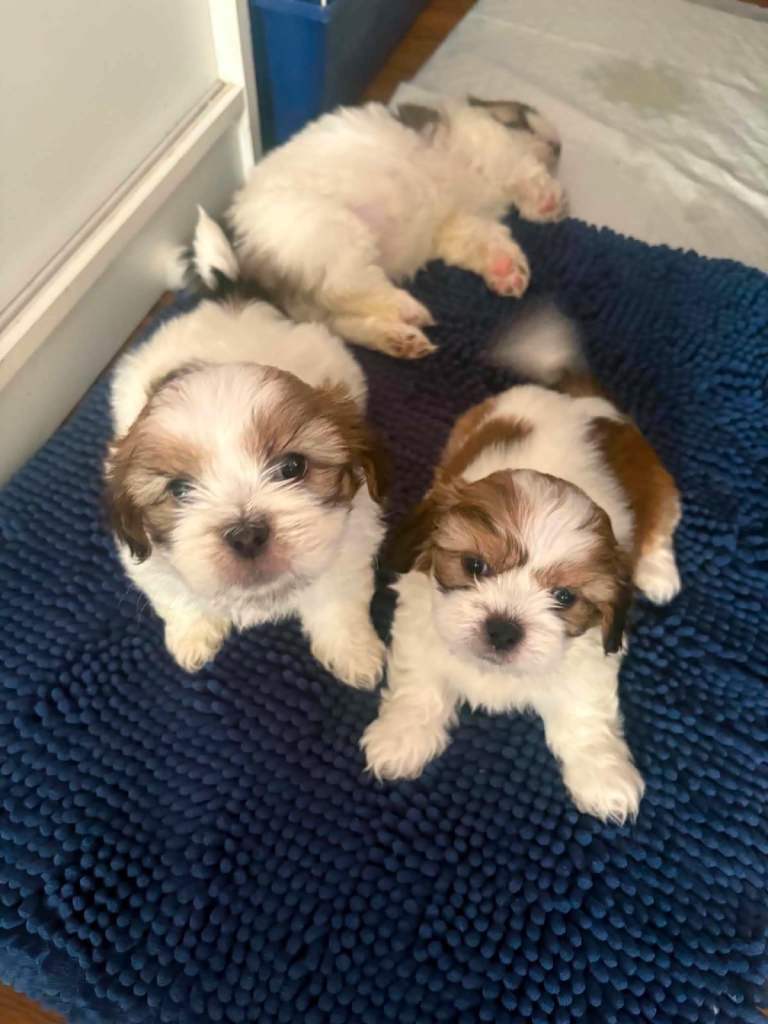Shih Tzu Puppies 