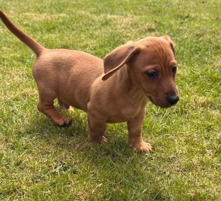 Mini Dachshund X Jack Russell Puppies JACKSHUNDS