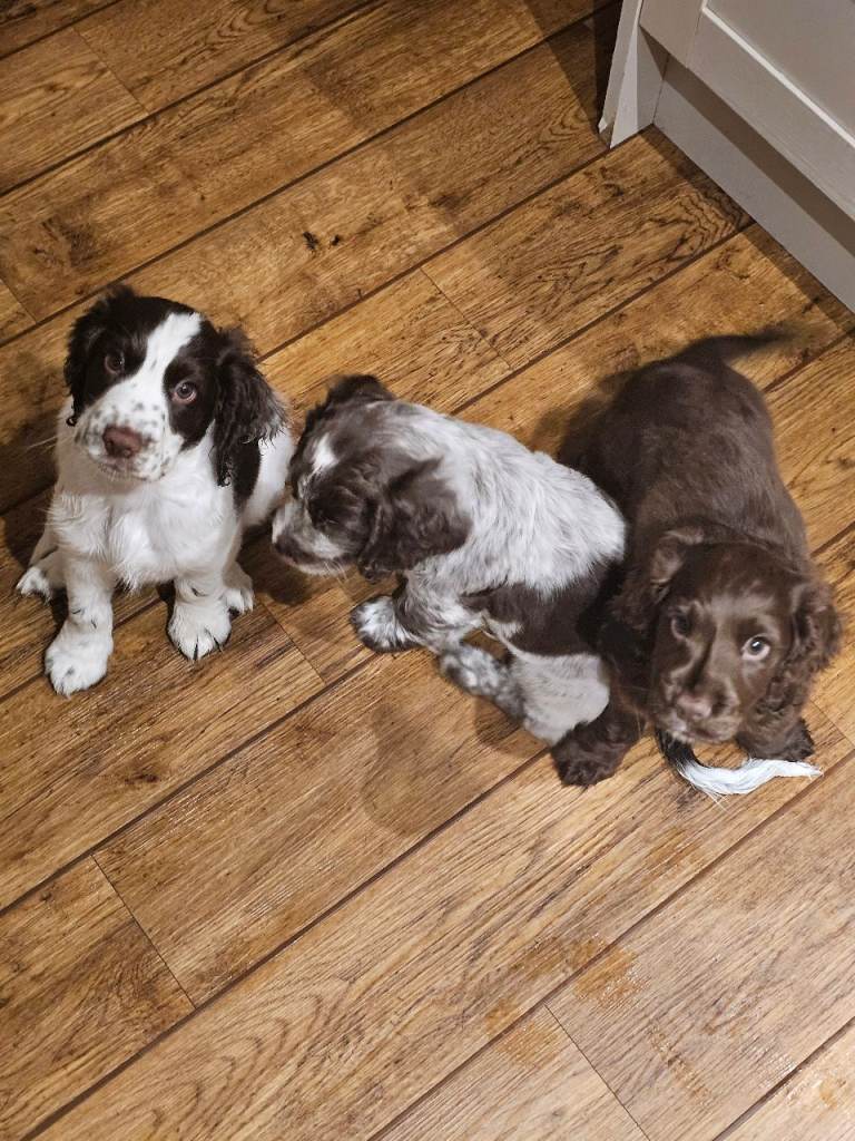 Cocker spaniel puppies