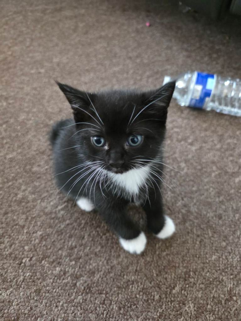 Half British Shorthair Kitten