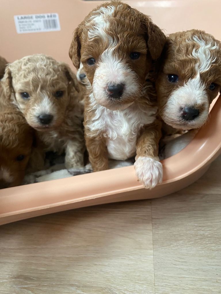 Cavapoochon puppies 