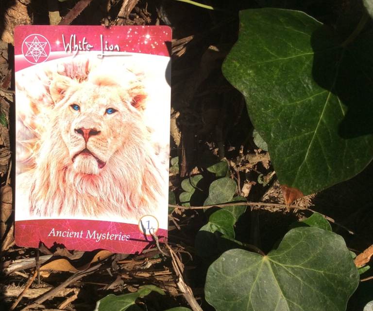 Tarot & Oracle Card Readings from £2.00 