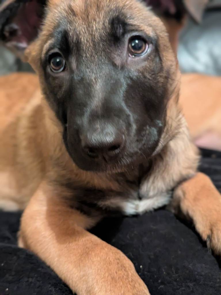 Belgian Shepherd - Malinois Puppies 