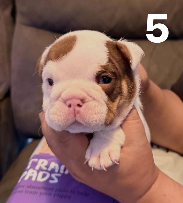 English Bulldog Puppies – Top Quality Bloodlines