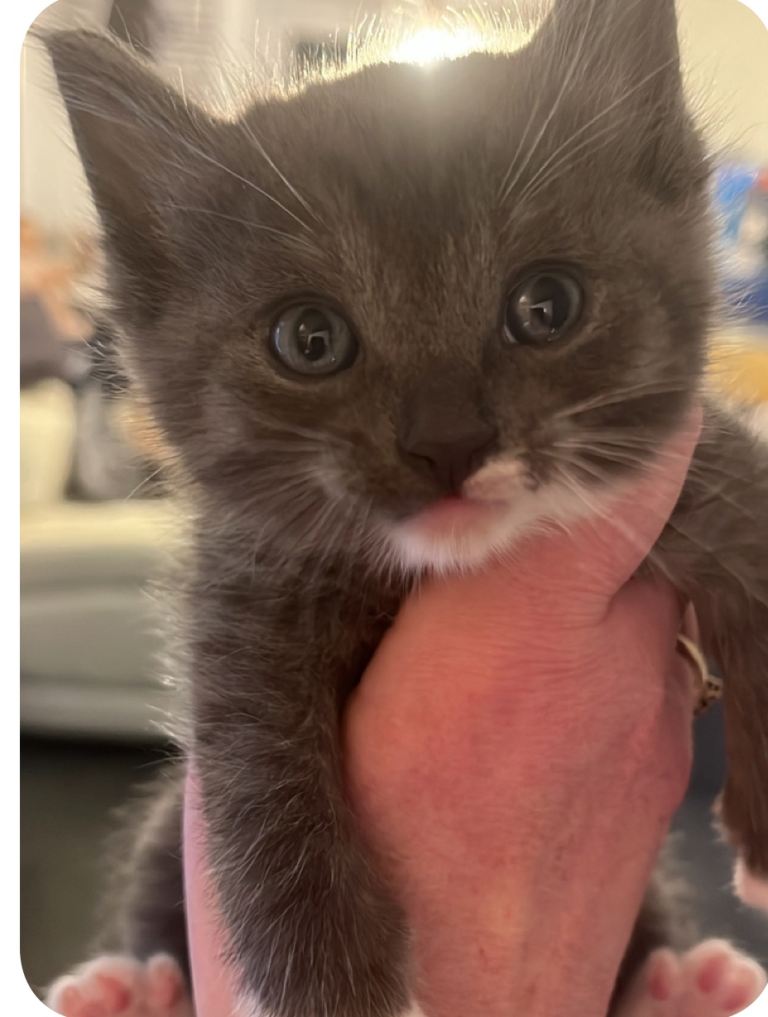 Ragdoll x British short haired 