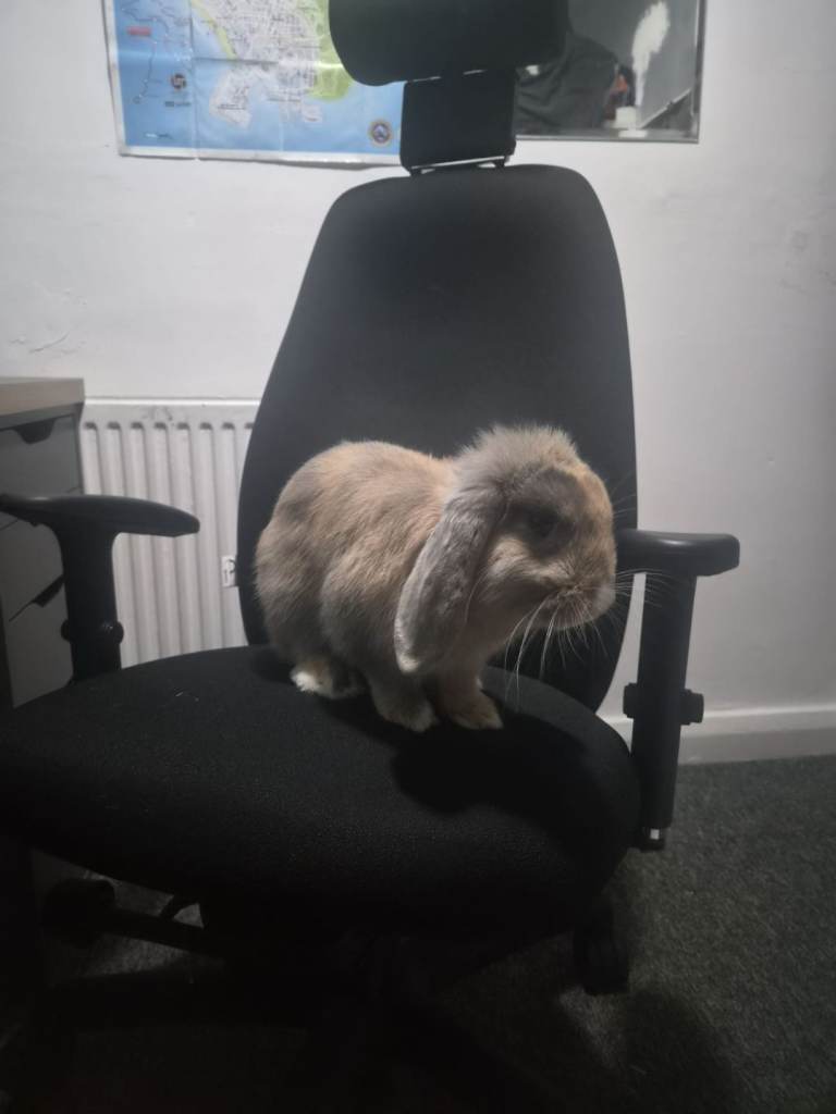 6 months old rabbit