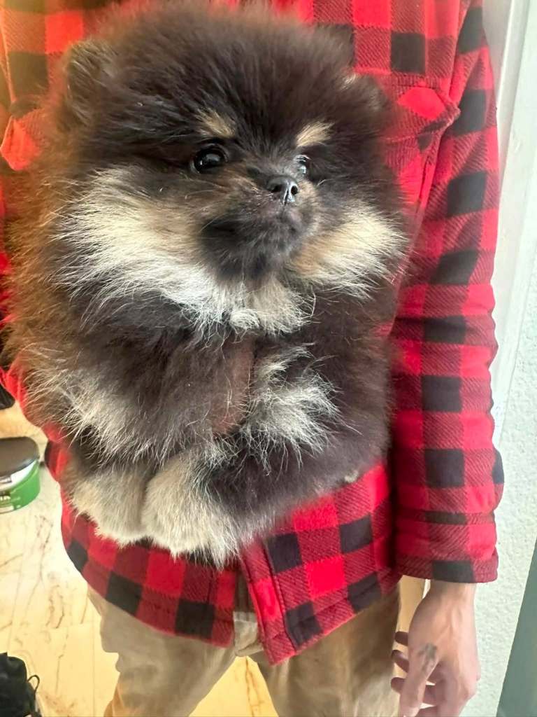 KC Pomeranian Females Russhian/Taiwan bloodlines  