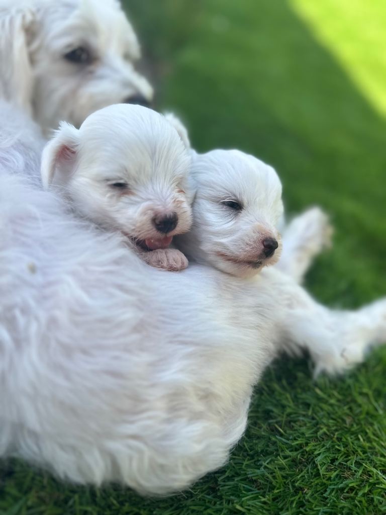 Bishon Maltese 1 boy left