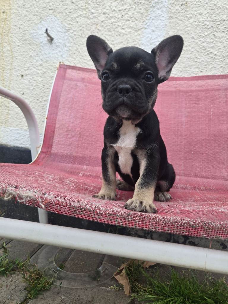2 Stunning French bulldog puppies left