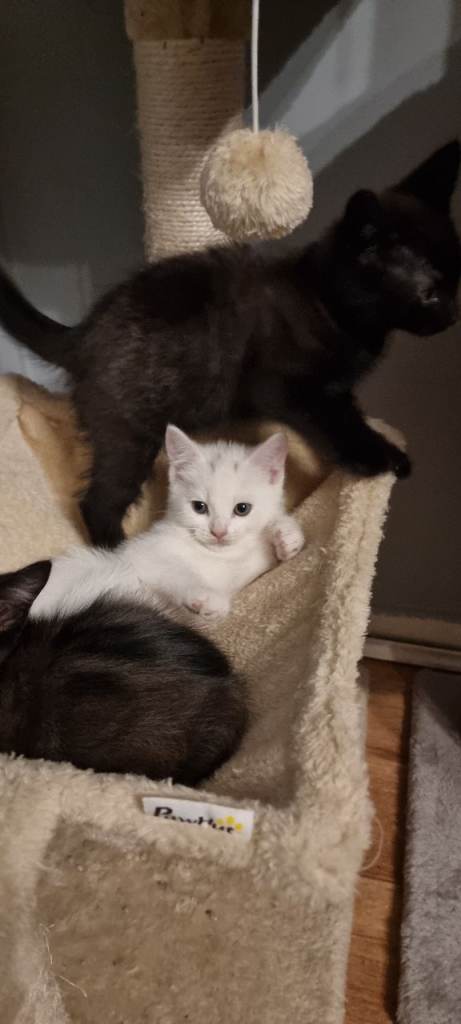 Kittens 