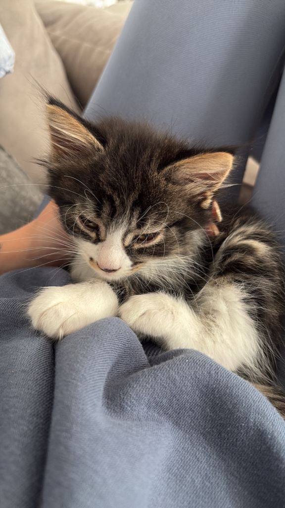 10 week old kitten