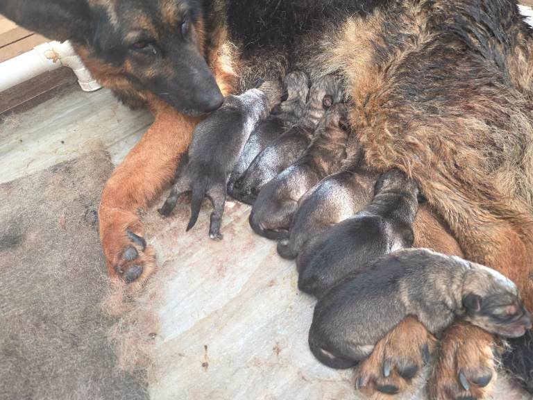 GERMAN SHEAPARD X ALASKEN MALAMUTE 