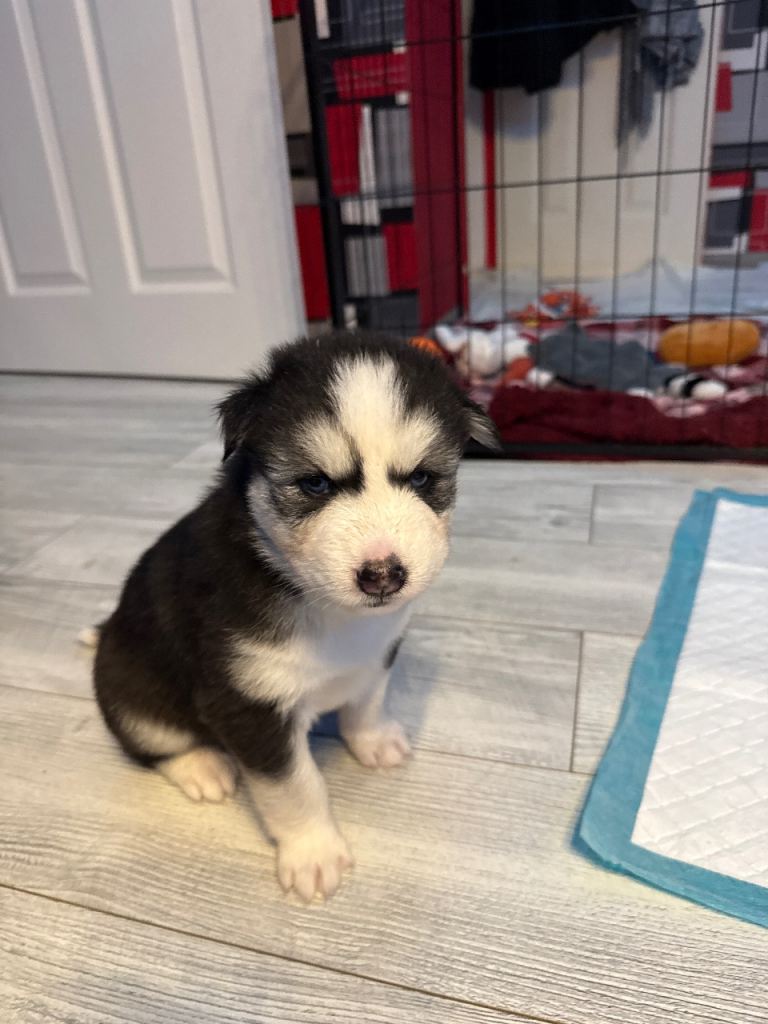 Husky puppy’s 