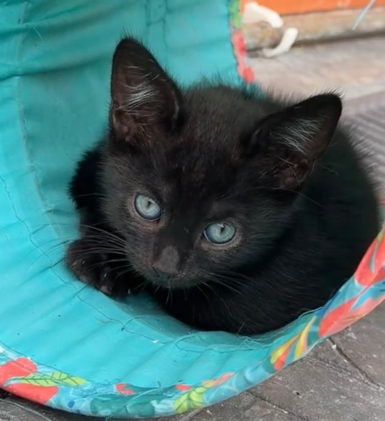 Beautiful kittens ready for their loving forever homes!!!
